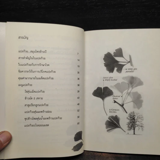 Ginkgo กิงโก ใบแปะก๊วย รวยสมอง เสริมความจำ - นพ.ปัญญา ไพศาลอนันต์ รูปที่ 6