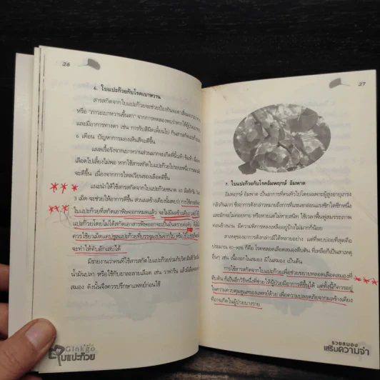 Ginkgo กิงโก ใบแปะก๊วย รวยสมอง เสริมความจำ - นพ.ปัญญา ไพศาลอนันต์ รูปที่ 9