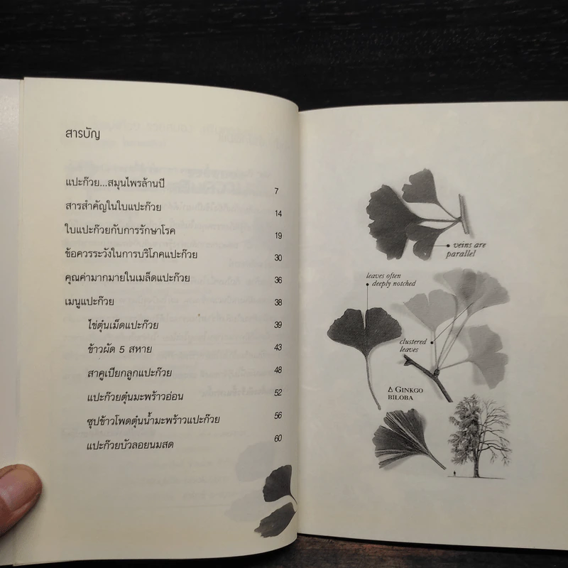 Ginkgo กิงโก ใบแปะก๊วย รวยสมอง เสริมความจำ - นพ.ปัญญา ไพศาลอนันต์ รูปที่ 6