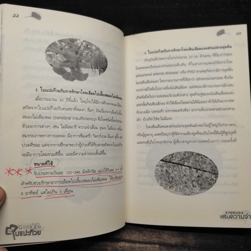Ginkgo กิงโก ใบแปะก๊วย รวยสมอง เสริมความจำ - นพ.ปัญญา ไพศาลอนันต์ รูปที่ 7