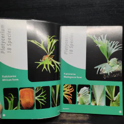เฟินชายผ้าสีดา Platycerium Species & Cultivars รูปที่ 7