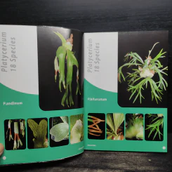 เฟินชายผ้าสีดา Platycerium Species & Cultivars รูปที่ 8