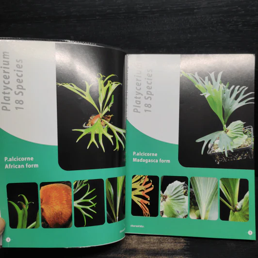 เฟินชายผ้าสีดา Platycerium Species & Cultivars รูปที่ 7