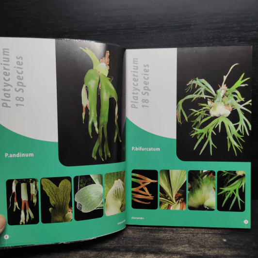 เฟินชายผ้าสีดา Platycerium Species & Cultivars รูปที่ 8