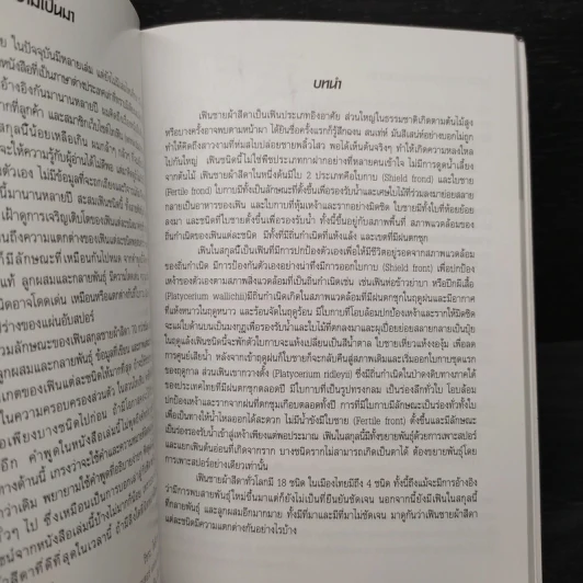 เฟินชายผ้าสีดา Platycerium Species & Cultivars รูปที่ 6