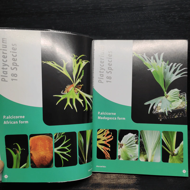 เฟินชายผ้าสีดา Platycerium Species & Cultivars รูปที่ 7