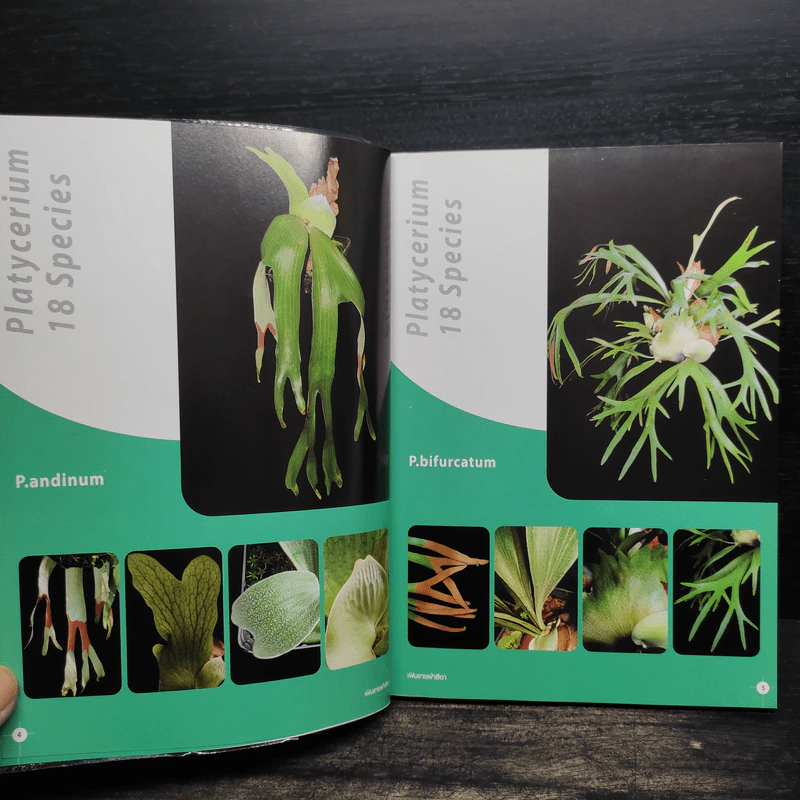 เฟินชายผ้าสีดา Platycerium Species & Cultivars รูปที่ 8