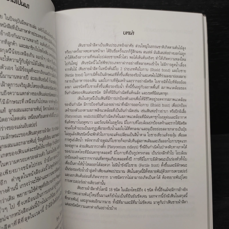 เฟินชายผ้าสีดา Platycerium Species & Cultivars รูปที่ 6