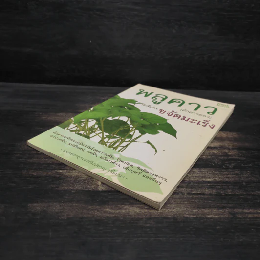 พลูคาว (ผักคาวตอง) ผักพื้นบ้านขจัดมะเร็ง - กัมปชาญ เจี๊ยบนา รูปที่ 4