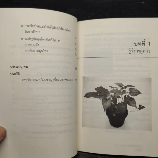 พลูคาว (ผักคาวตอง) ผักพื้นบ้านขจัดมะเร็ง - กัมปชาญ เจี๊ยบนา รูปที่ 7