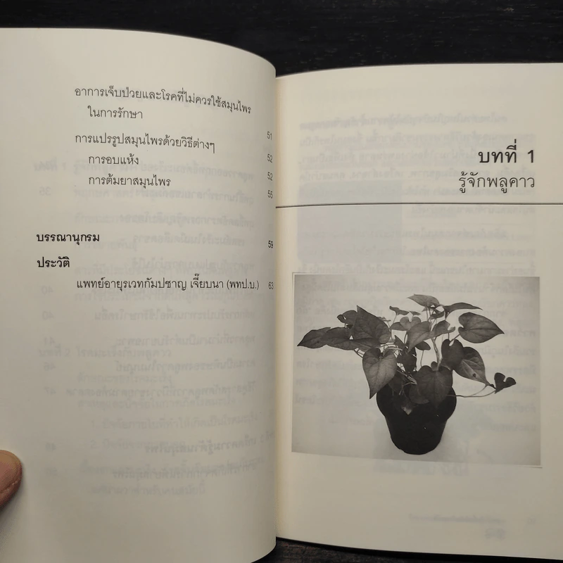 พลูคาว (ผักคาวตอง) ผักพื้นบ้านขจัดมะเร็ง - กัมปชาญ เจี๊ยบนา รูปที่ 7