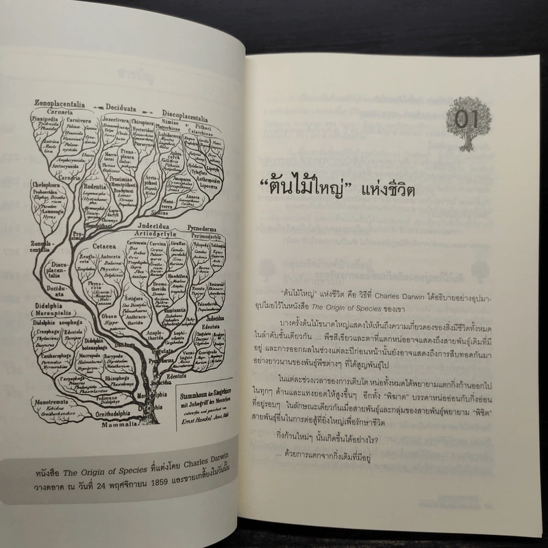 ต้นกำเนิดแบรนด์ The Origin of Brands - Al Ries, Laura Ries รูปที่ 7