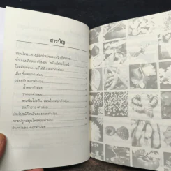 สมุนไพรดอกคำฝอย ย่อยไขมัน รูปที่ 6