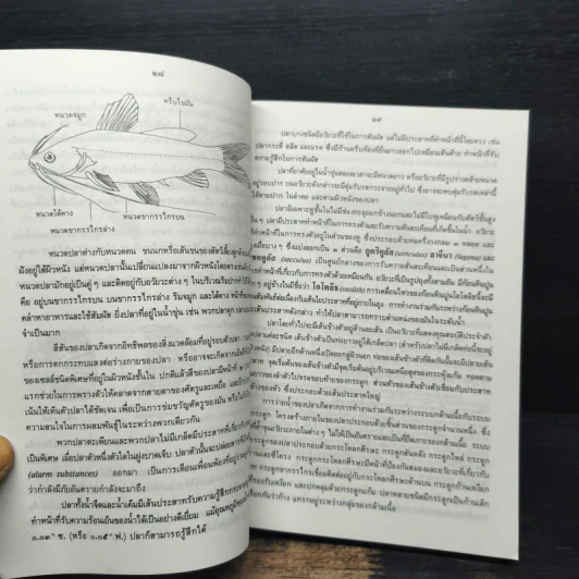 ภาพปลาและสัตว์น้ำของไทย - กรมประมง กระทรวงเกษตรและสหกรณ์ รูปที่ 9