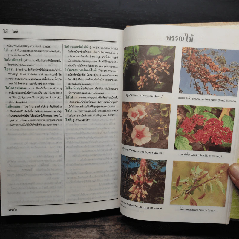 พจนานุกรม ฉบับราชบัณฑิตยสถาน พ.ศ.2525 รูปที่ 10