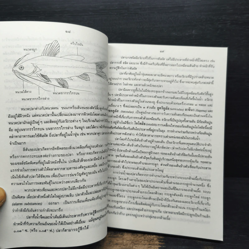 ภาพปลาและสัตว์น้ำของไทย - กรมประมง กระทรวงเกษตรและสหกรณ์ รูปที่ 9