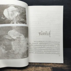ปลากัด Betta - ชาติ ไชยณรงค์ รูปที่ 8
