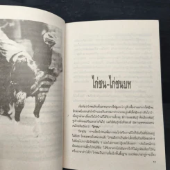 ไก่ชน - ชาติ ไชยณรงค์ รูปที่ 8