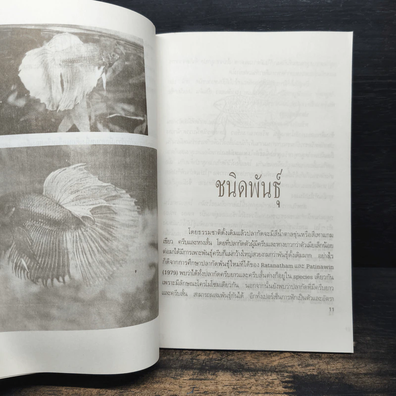 ปลากัด Betta - ชาติ ไชยณรงค์ รูปที่ 8