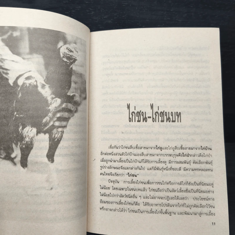 ไก่ชน - ชาติ ไชยณรงค์ รูปที่ 8