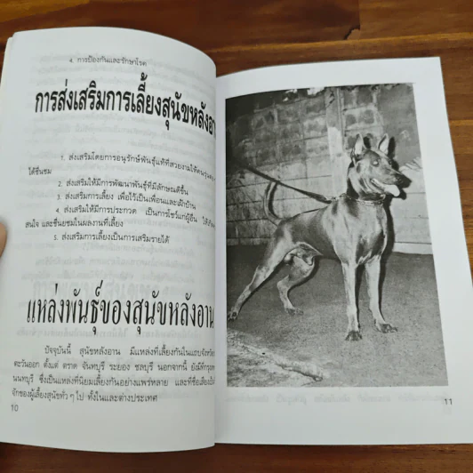 หมาหลังอาน - น.ฉัตรวงศ์ทิวา รูปที่ 7