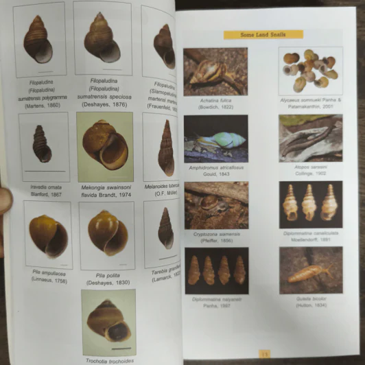 Mollusca Fauna in Thailand รูปที่ 7