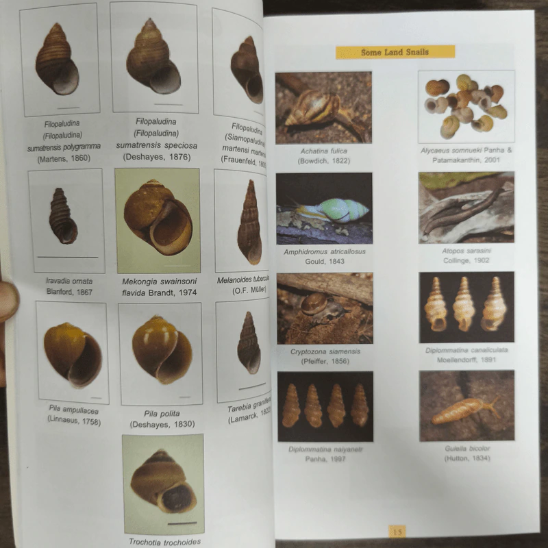 Mollusca Fauna in Thailand รูปที่ 7