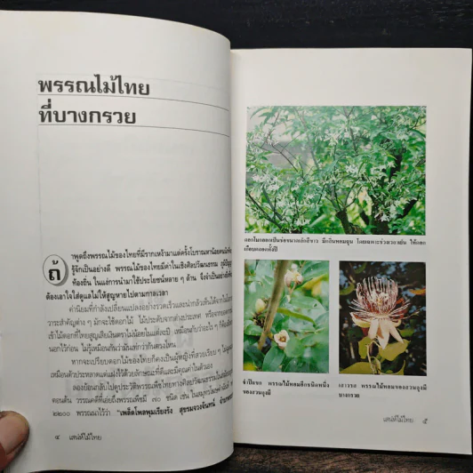 เสน่ห์ไม้ไทย - เสาวลักษณ์ สุขสมัย รูปที่ 7