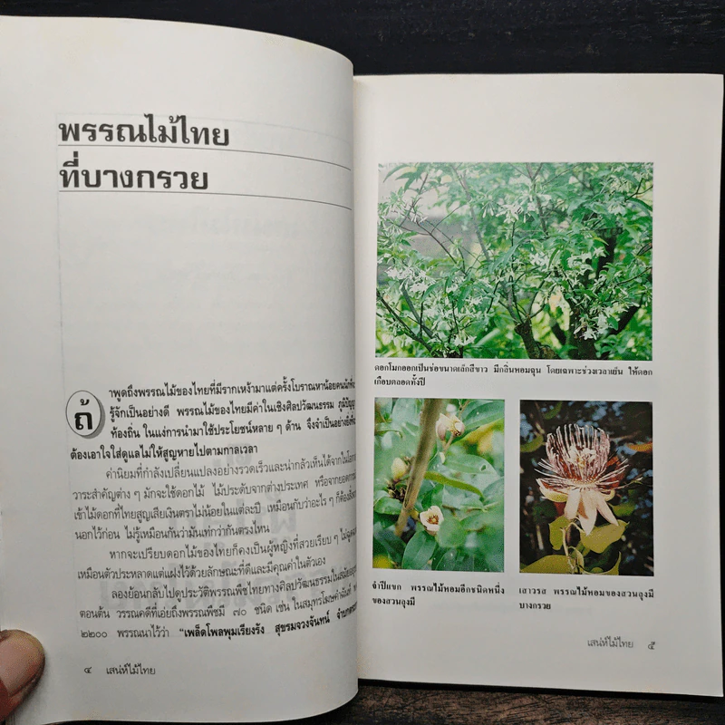 เสน่ห์ไม้ไทย - เสาวลักษณ์ สุขสมัย รูปที่ 7