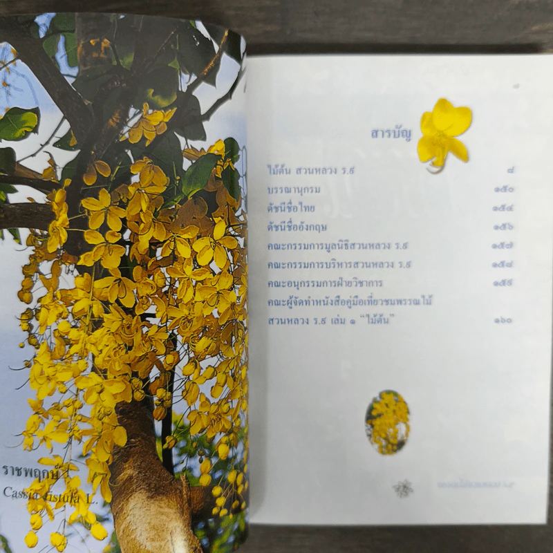 คู่มือเที่ยวชมพรรณไม้ สวนหลวง ร.9 เล่ม 1 - ไม้ต้น รูปที่ 7