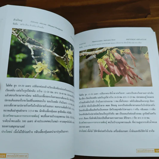 พรรณไม้ห้วยทราย จังหวัดเพชรบุรี รูปที่ 8