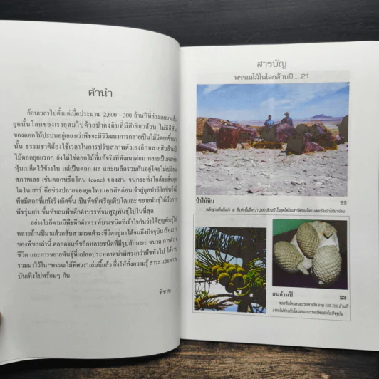 พรรณไม้พิศวง - พิชาน รูปที่ 7