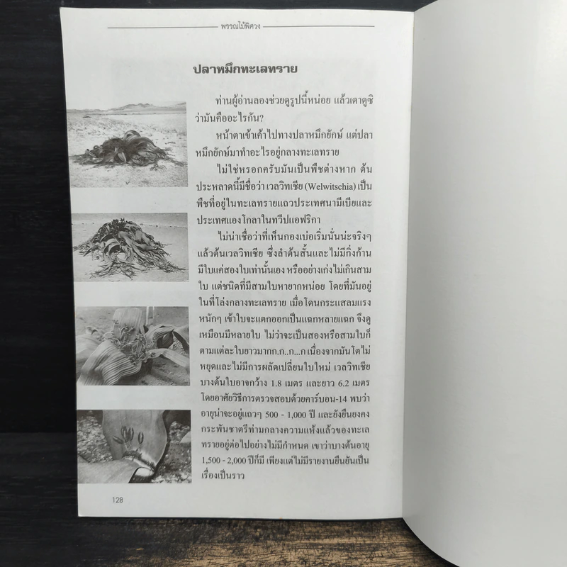 พรรณไม้พิศวง - พิชาน รูปที่ 11