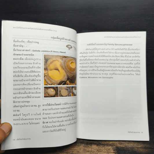 เห็ดในป่าสะแกราช Sakaerat Mushrooms รูปที่ 9