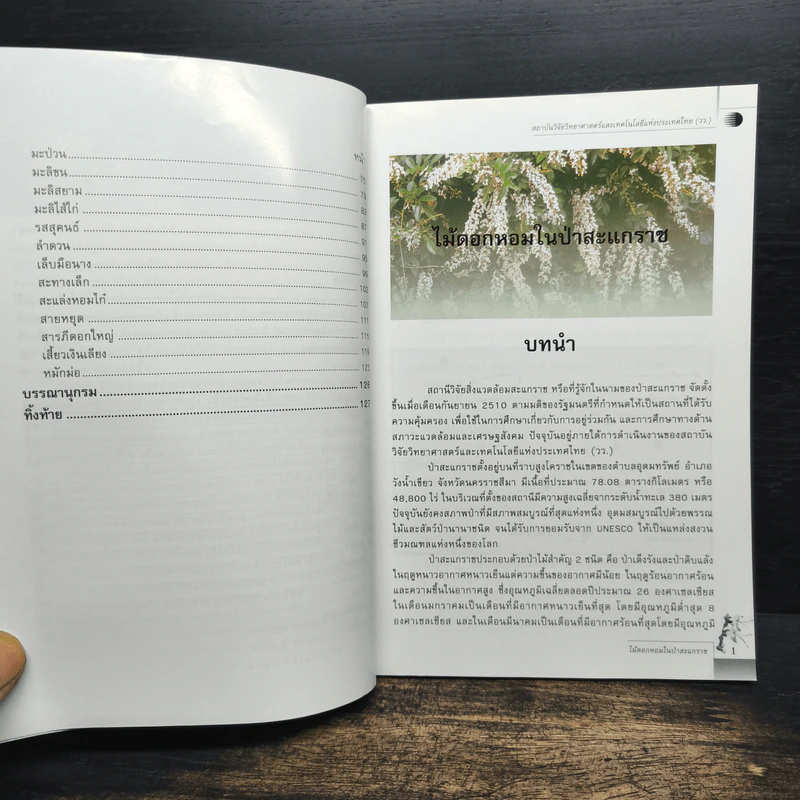 ไม้ดอกหอมในป่าสะแกราช - ดร.ปิยะ เฉลิมกลิ่น, จิรพันธ์ ศรีทองกุล รูปที่ 7