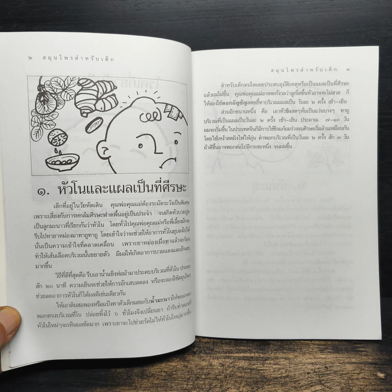 สมุนไพรสำหรับเด็ก รูปที่ 8