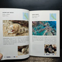 Coral Fish of Thailand รูปที่ 11