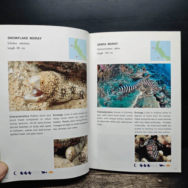 Coral Fish of Thailand รูปที่ 11