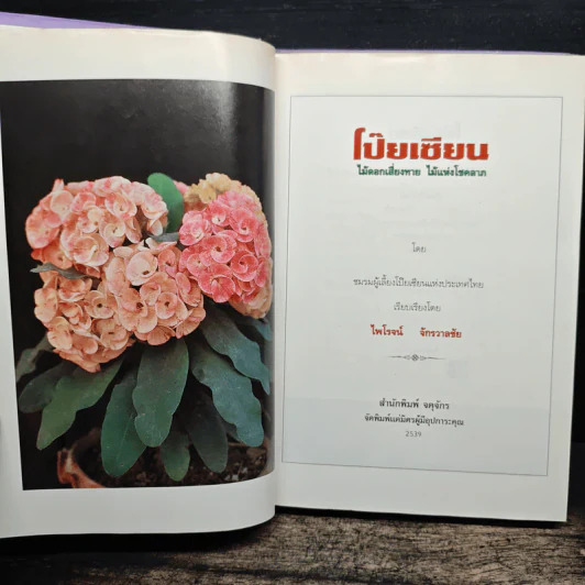 ไม้แห่งโชคลาภ โป๊ยเซียน - ไพโรจน์ จักรวาลชัย รูปที่ 6