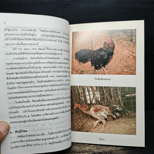 ไก่ชน เทคนิคการผสมพันธุ์และการเลี้ยงดู - รศ.ดร.อภิชัย รัตนวราหะ รูปที่ 8