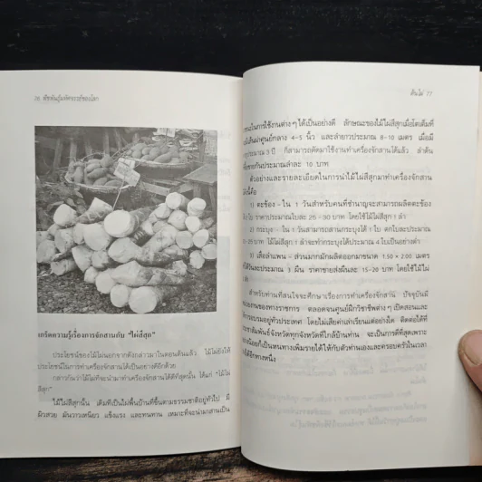 ต้นไผ่ พืชพันธุ์มหัศจรรย์ของโลก - เจนจบ ยิ่งสุมล รูปที่ 9