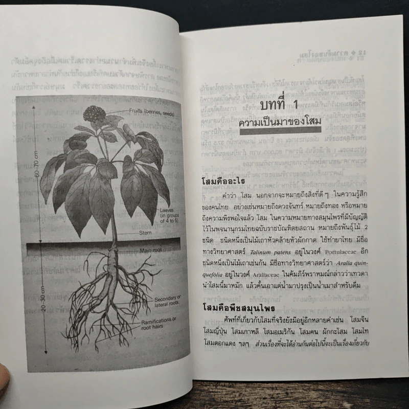 ความลับของโสม จากสูตรยาตุ๋นถึงงานวิจัย - อรชุน เลียววัฒนะผล รูปที่ 9