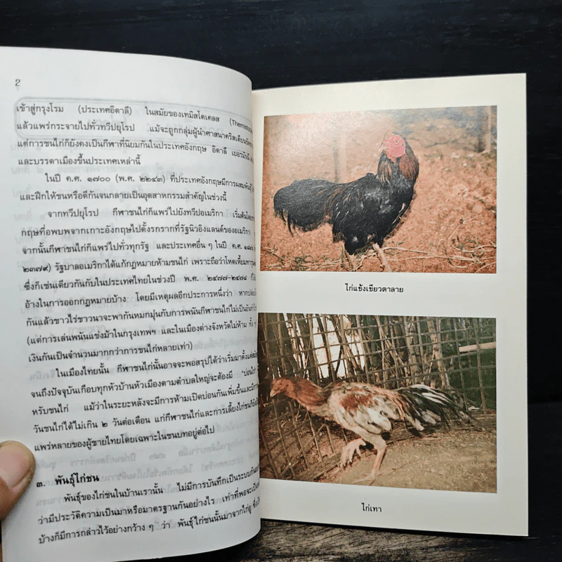 ไก่ชน เทคนิคการผสมพันธุ์และการเลี้ยงดู - รศ.ดร.อภิชัย รัตนวราหะ รูปที่ 8