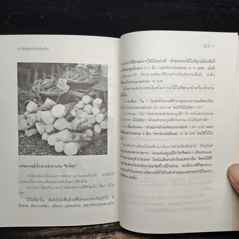ต้นไผ่ พืชพันธุ์มหัศจรรย์ของโลก - เจนจบ ยิ่งสุมล รูปที่ 9
