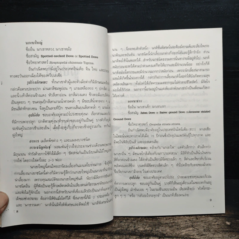 นกเขา - ชาติ ไชยณรงค์ รูปที่ 8