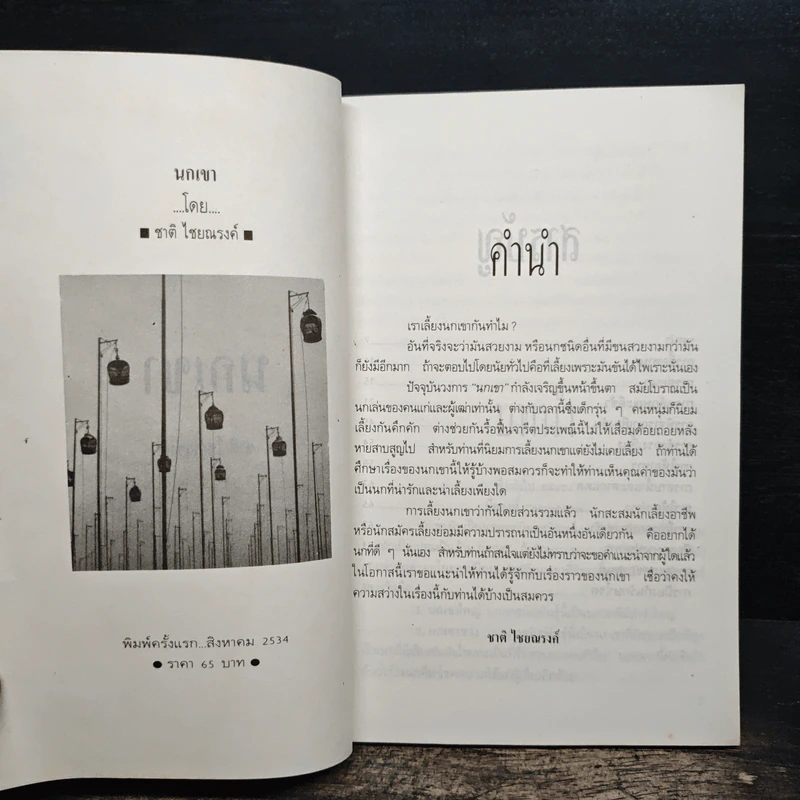 นกเขา - ชาติ ไชยณรงค์ รูปที่ 6