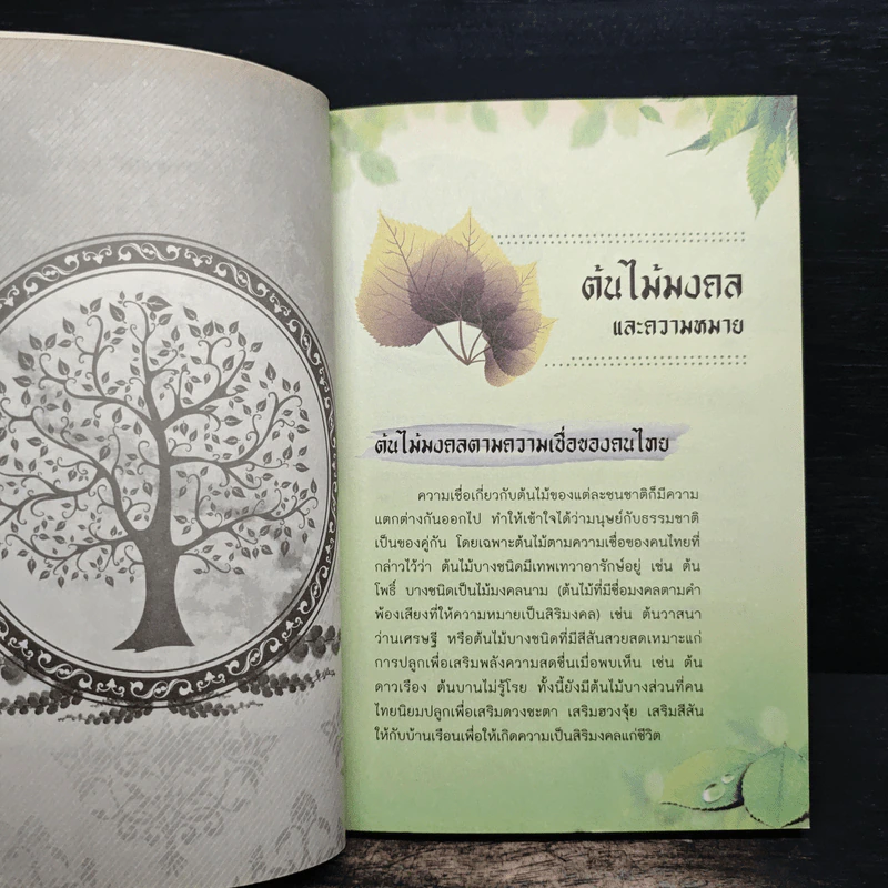 ไม้มงคล เสริมความร่ำรวย - อ.รตี พร้อมพรชัย รูปที่ 8
