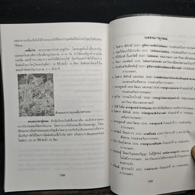 ไม้ดอกเศรษฐกิจ - ไมตรี ปทุมวงษ์ รูปที่ 10