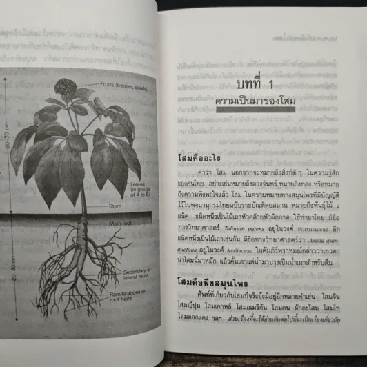 ความลับของโสม จากสูตรยาตุ๋นถึงงานวิจัย - อรชุน เลียววัฒนะผล รูปที่ 8