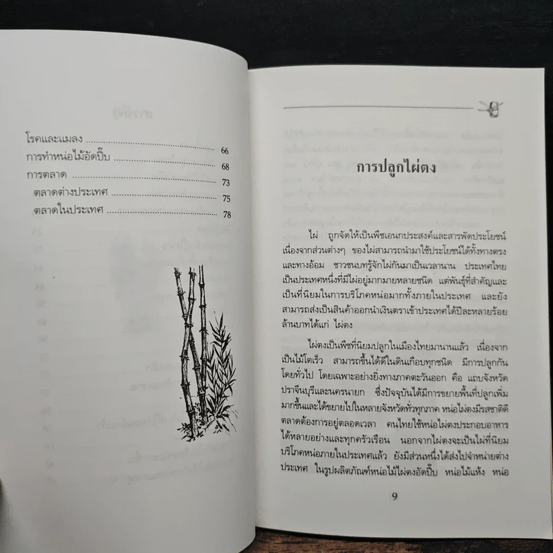 การปลูกไผ่ตง - โครงการหนังสือเกษตรชุมชน รูปที่ 8